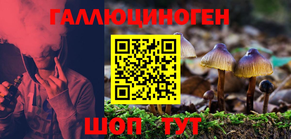 Гудермес  Псилоцибиновые грибы Psilocybe  Вход с VPN 